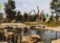 The zoo of love & longing