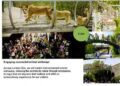 The zoo of love & longing