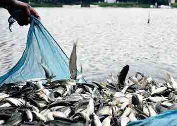 A booming blue revolution