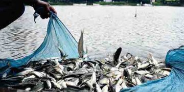 A booming blue revolution