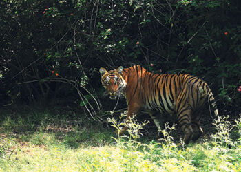 The-day-of-the-TIGER