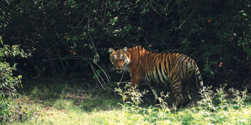 The-day-of-the-TIGER