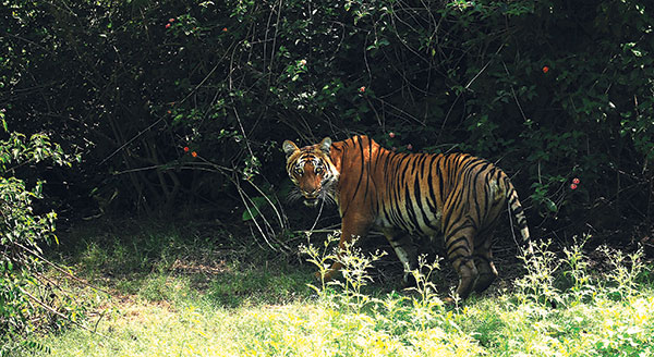 The-day-of-the-TIGER