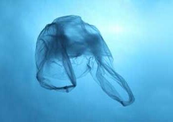 Plastic Bag Usage Falls