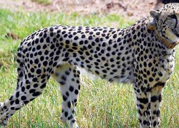 Cheetahs will survive in India