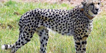 Cheetahs will survive in India