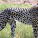 Cheetahs will survive in India