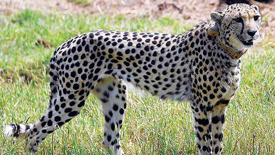 Cheetahs will survive in India