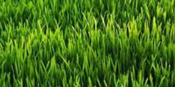 grass
