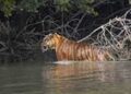 Sundarbans