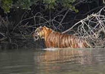 Sundarbans