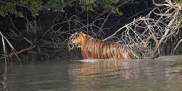 Sundarbans