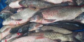 Inland fish production