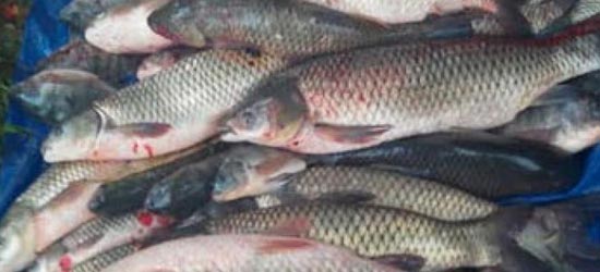 Inland fish production