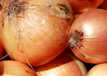 onion