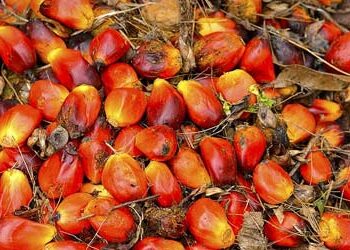 Palm oil dips