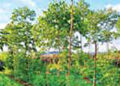 agroforestry