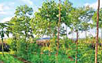 agroforestry
