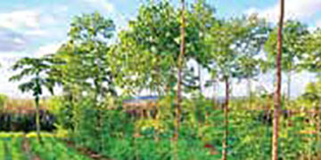 agroforestry
