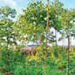 agroforestry
