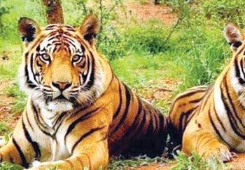 Sariska Tiger Reserve