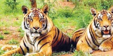 Sariska Tiger Reserve