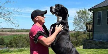 ‘Giant boy’ no more