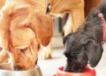 Lab-grown pet food soon