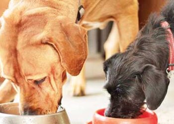 Lab-grown pet food soon