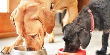 Lab-grown pet food soon