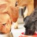 Lab-grown pet food soon