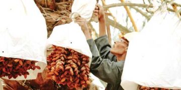 Date palm symbolises success, triumph, resilience and more