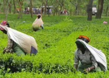 Assam to promote tourism at tea gardens