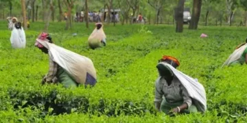 Assam to promote tourism at tea gardens