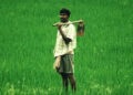 kharif crops