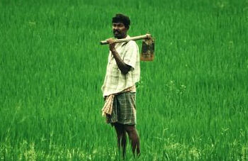 kharif crops